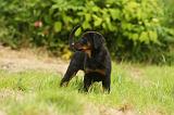 BEAUCERON - PUPPIES 284